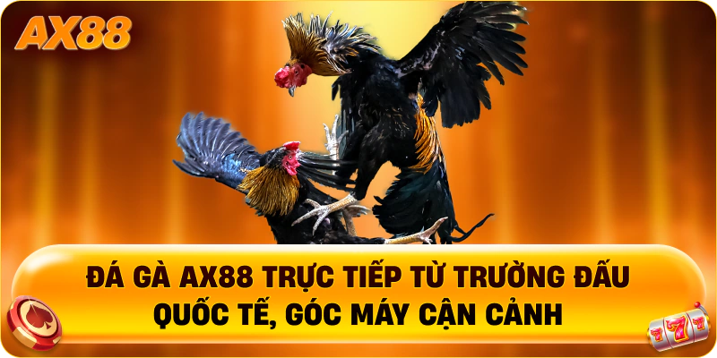 Đá Gà AX88 trực tiếp từ trường đấu quốc tế, góc máy cận cảnh