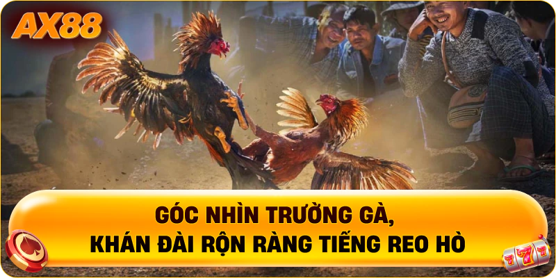 Góc nhìn trường gà, khán đài rộn ràng tiếng reo hò